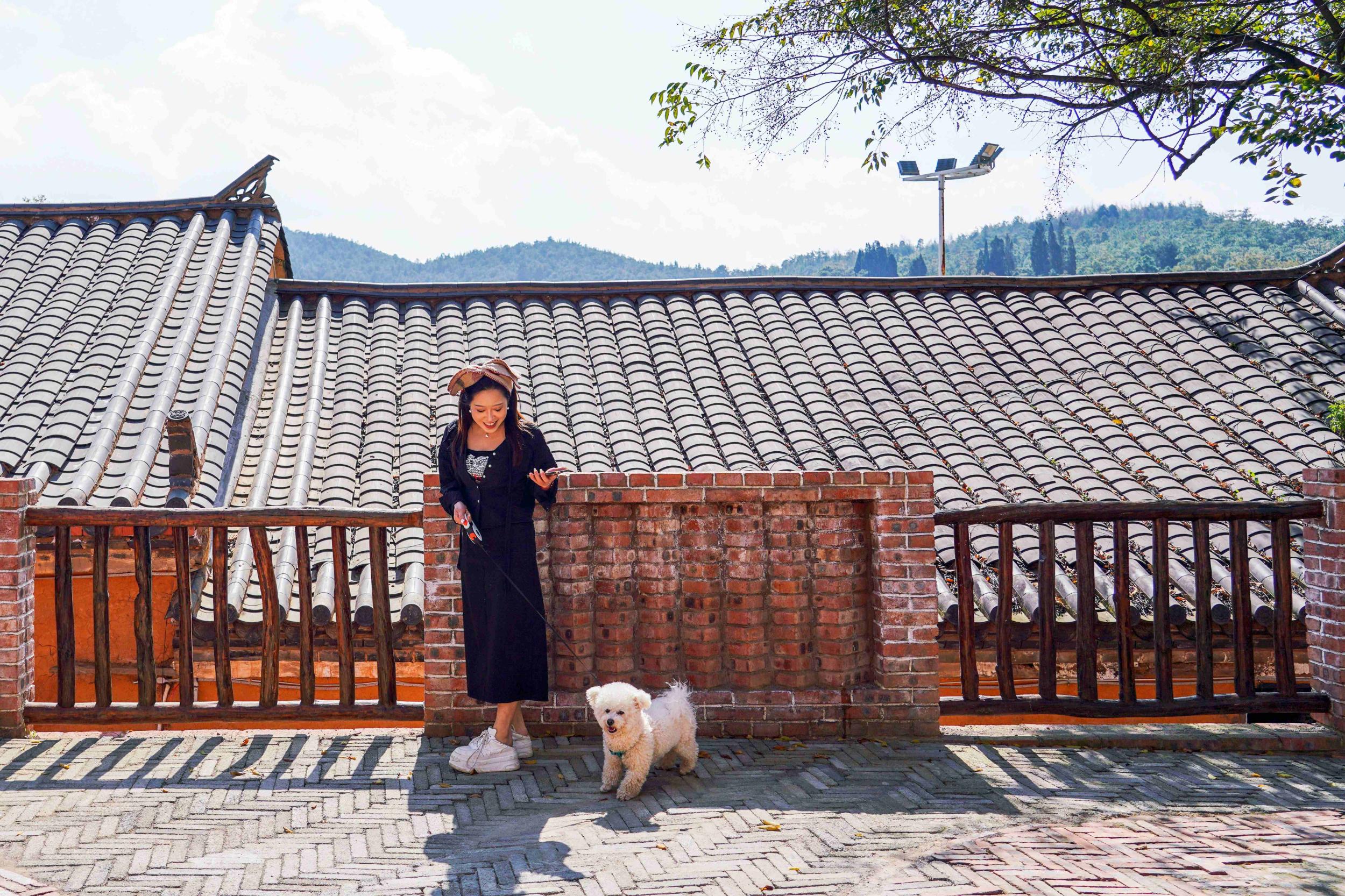 旅居客在马龙土瓜冲村遛狗散步。王静颐 摄