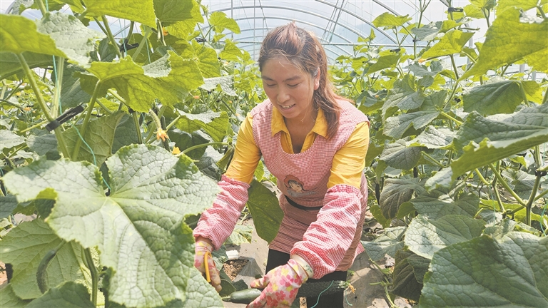务工群众在种植基地忙碌。